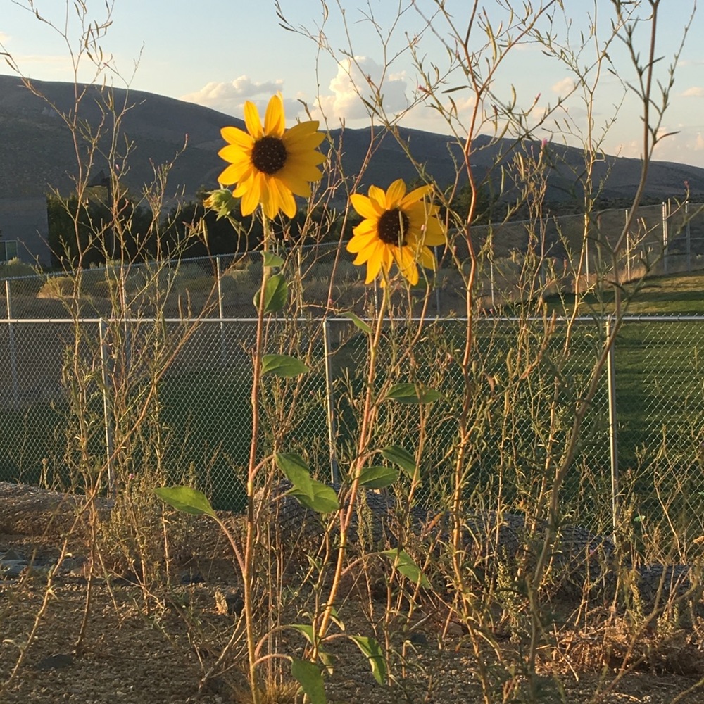 Meet your Posher, Isabel